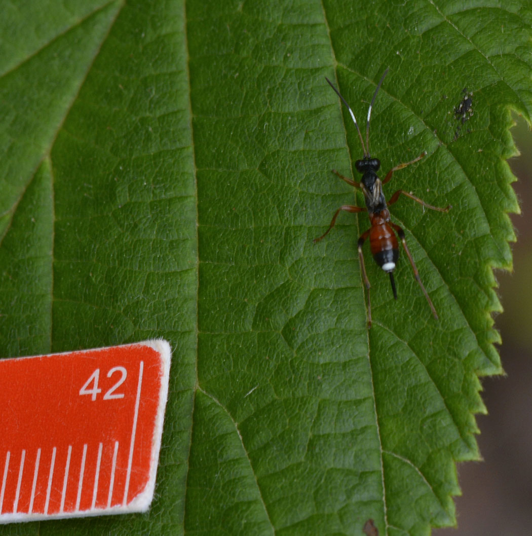 Ichneumonidae Cryptinae: Agrothereutes abbreviatus