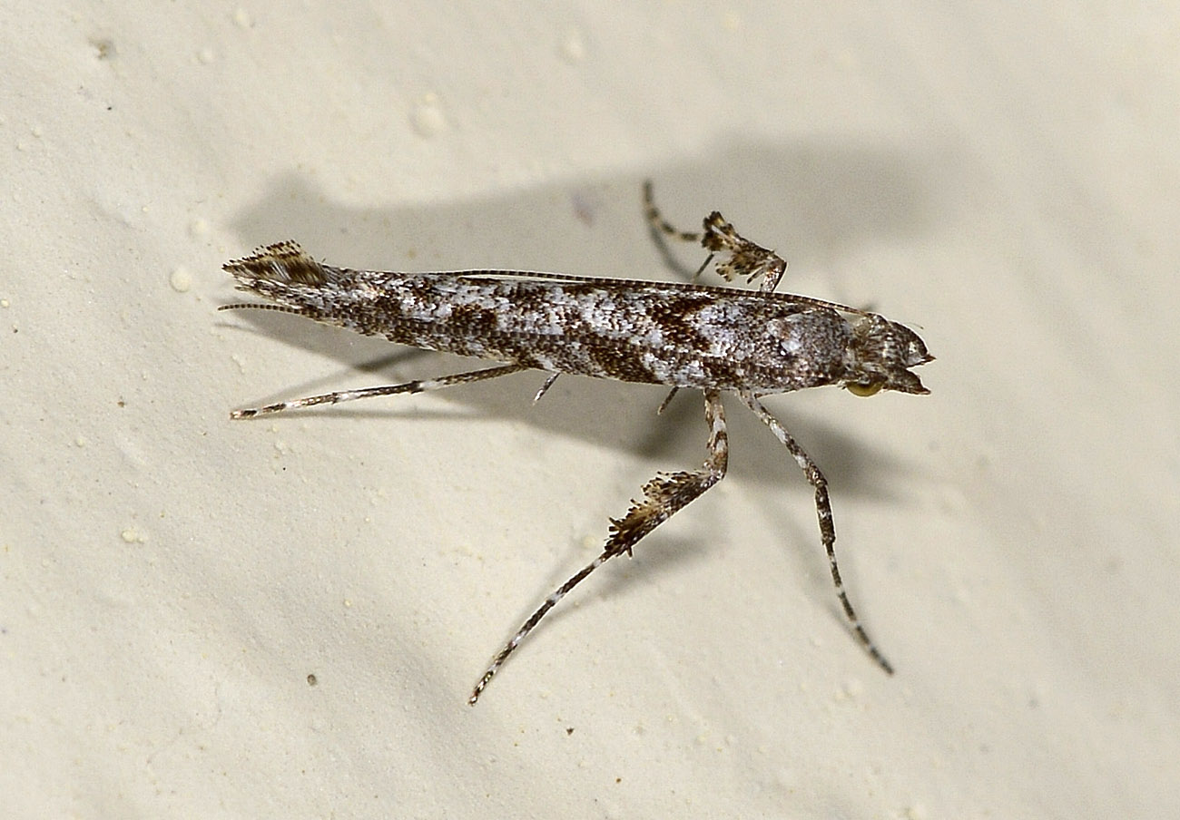 Pagliuzza...Gracillariidae: Caloptilia cuculipennella