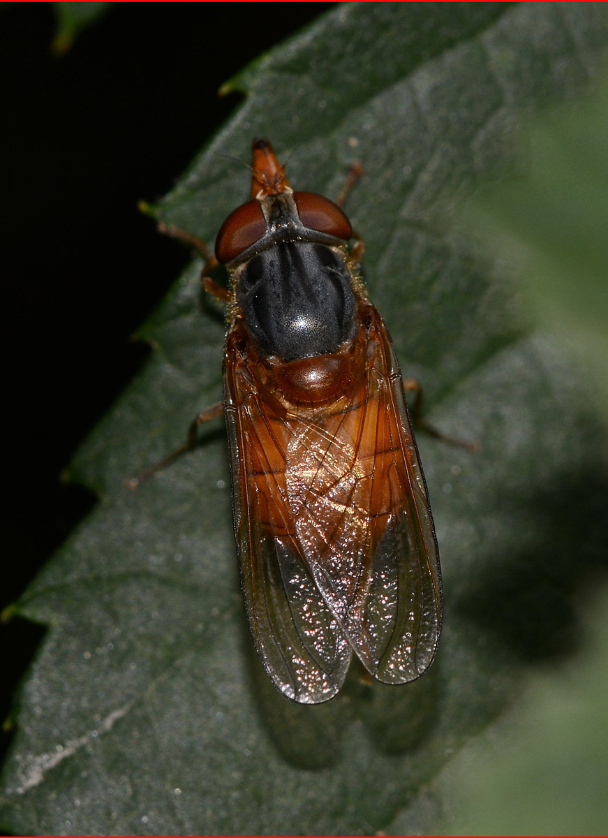 Femmina di Rhingia campestris (Syrphidae)