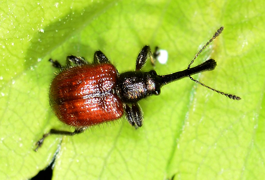 Rhynchitidae: Tatianaerhynchites aequatus