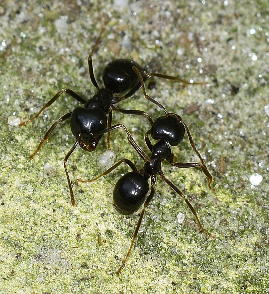 Formicidae: Lasius (Dendrolasius) fuliginosus