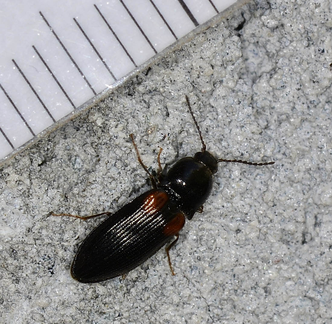Elateridae:  Calambus bipustulatus