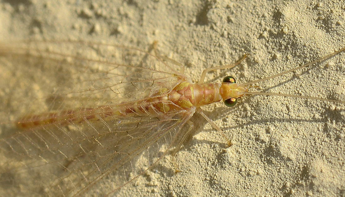 Chrysoperla sp. (pallida o carnea)