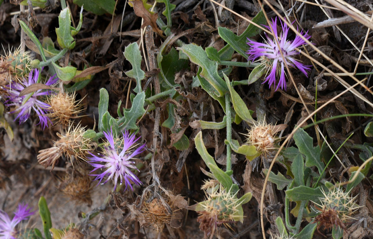 Centaurea sphaerocephala / Fiordaliso delle spiagge