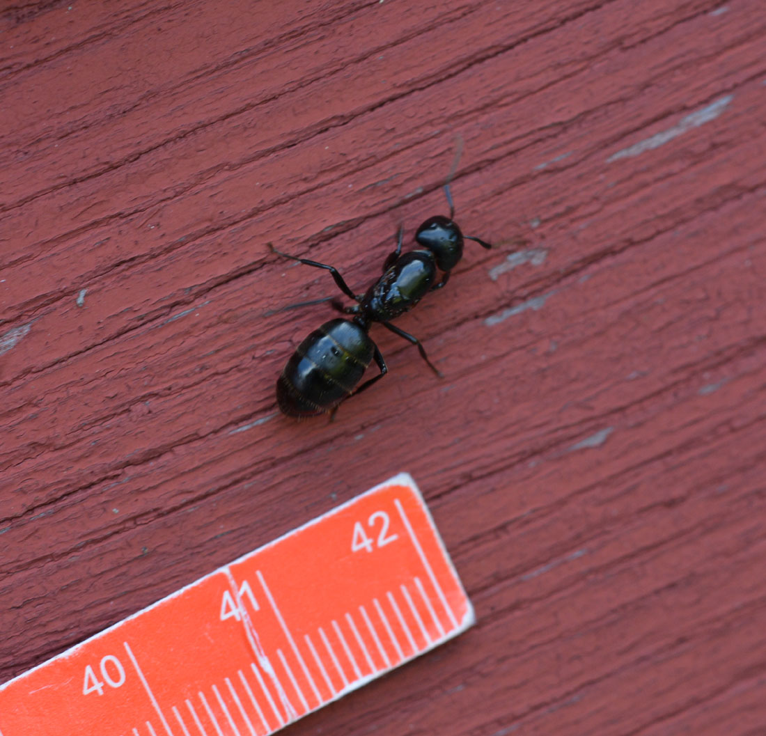 Camponotus herculeanus, regina