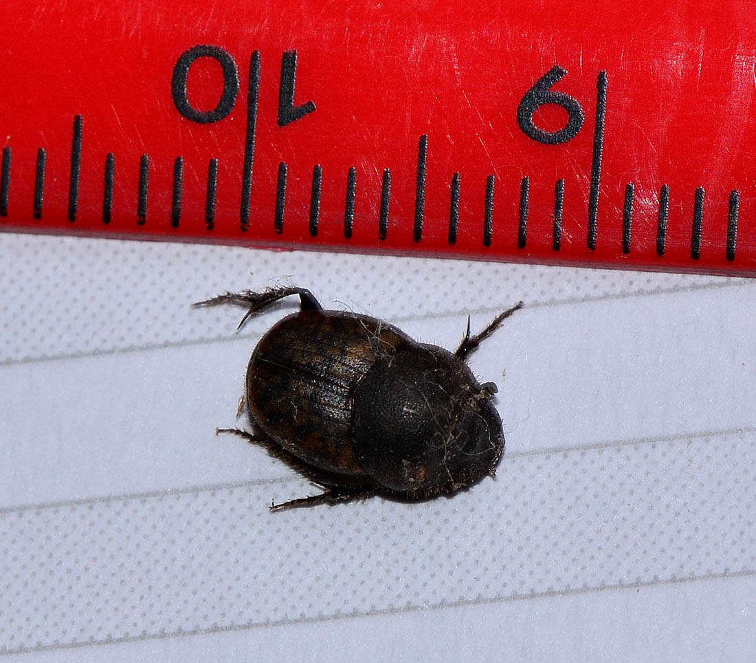 Aphodiidae? No, Onthophagus fracticornis, Scarabaeidae
