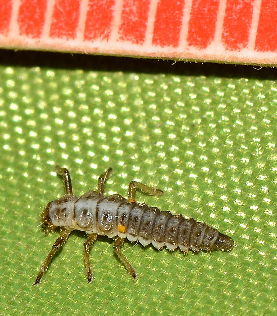 larva di Coccinellidae