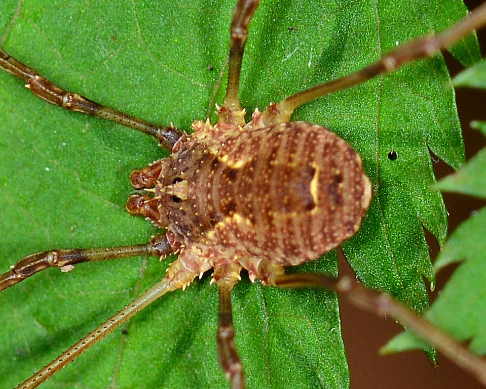 Oligolophus tridens ?  No, Lophopilio palpinalis (Phalangiidae)