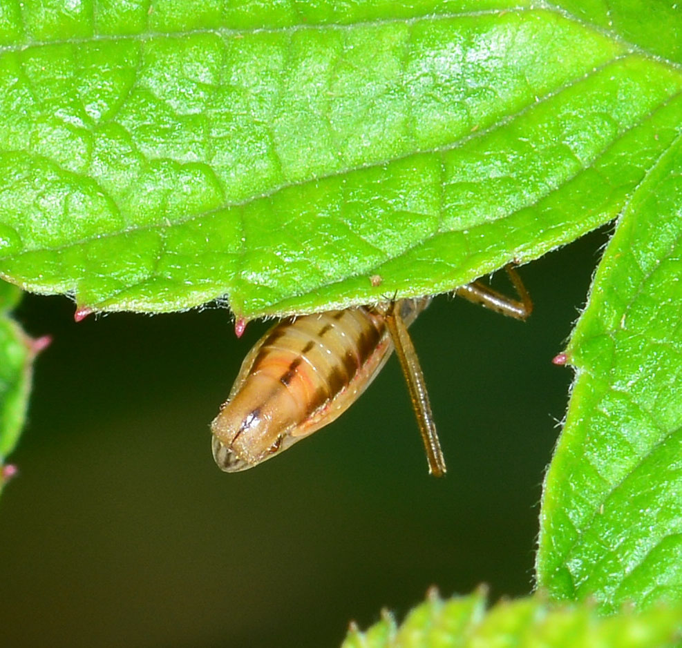 Nabidae:  Nabis sp.?  S,  Nabis cfr. occidentalis/rugosus