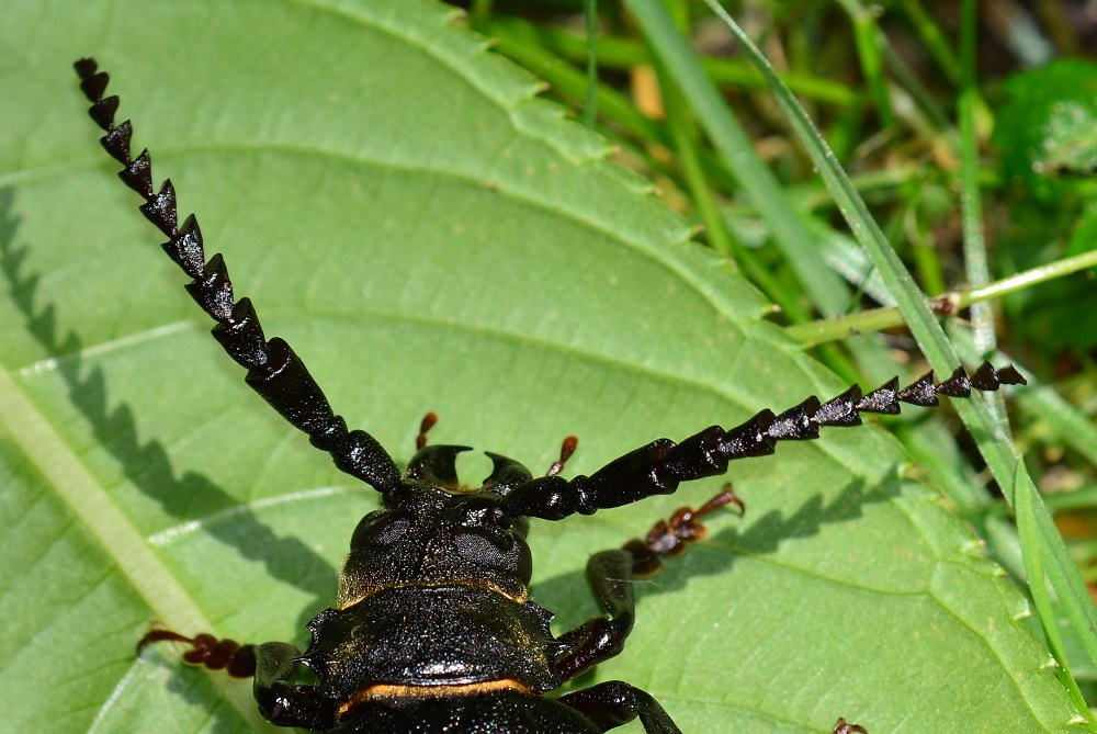 Cerambycidae: Prionus coriarius