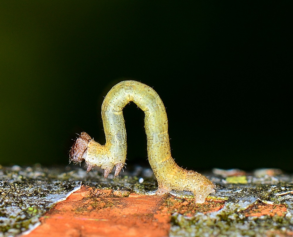 larva