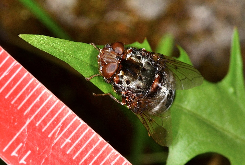 Oestridae:   Pharyngomyia picta