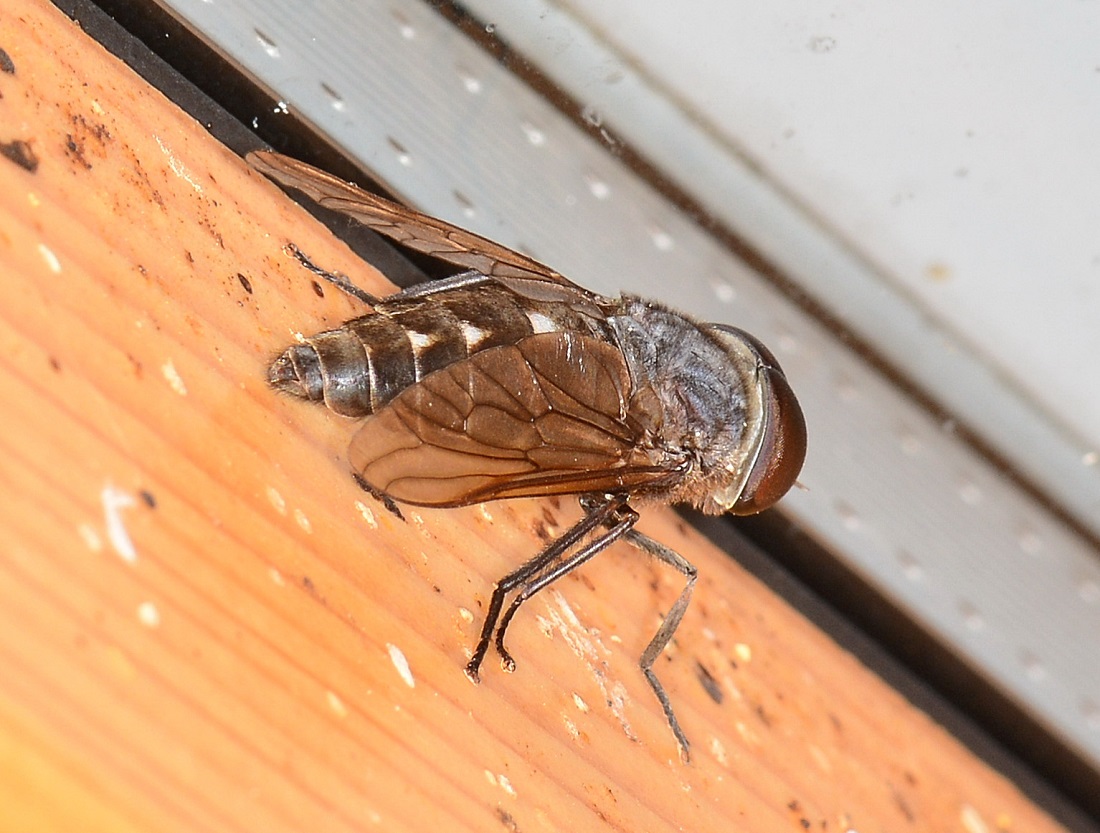 Tabanidae: Dasyrhamphis sp. maschio