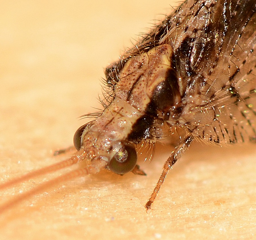 Hemerobiidae:  Wesmaelius cfr. subnebulosus, femmina