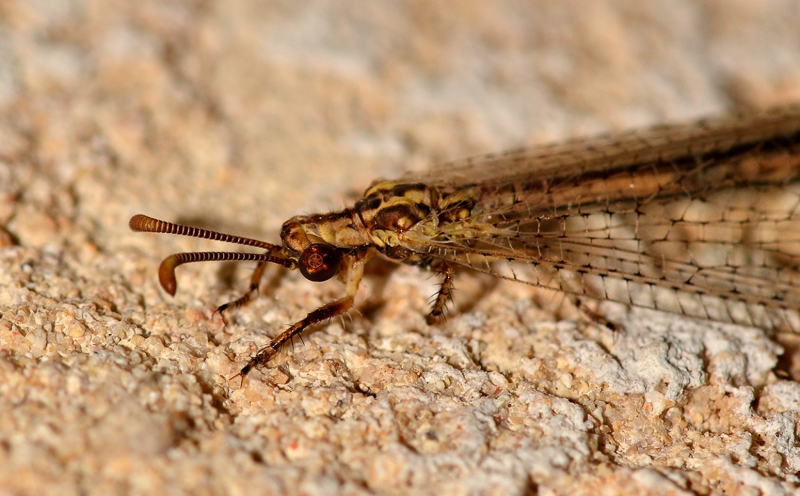 Myrmeleontidae con fascia nera:   Macronemurus appendiculatus,  femmina