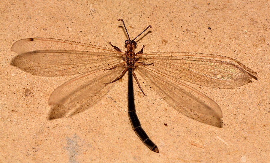 Myrmeleontidae scuro:  Creoleon lugdunensis,  femmina