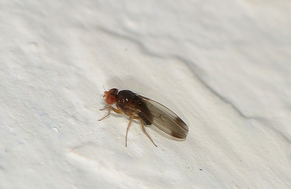 Drosophila cfr. suzukii, maschio