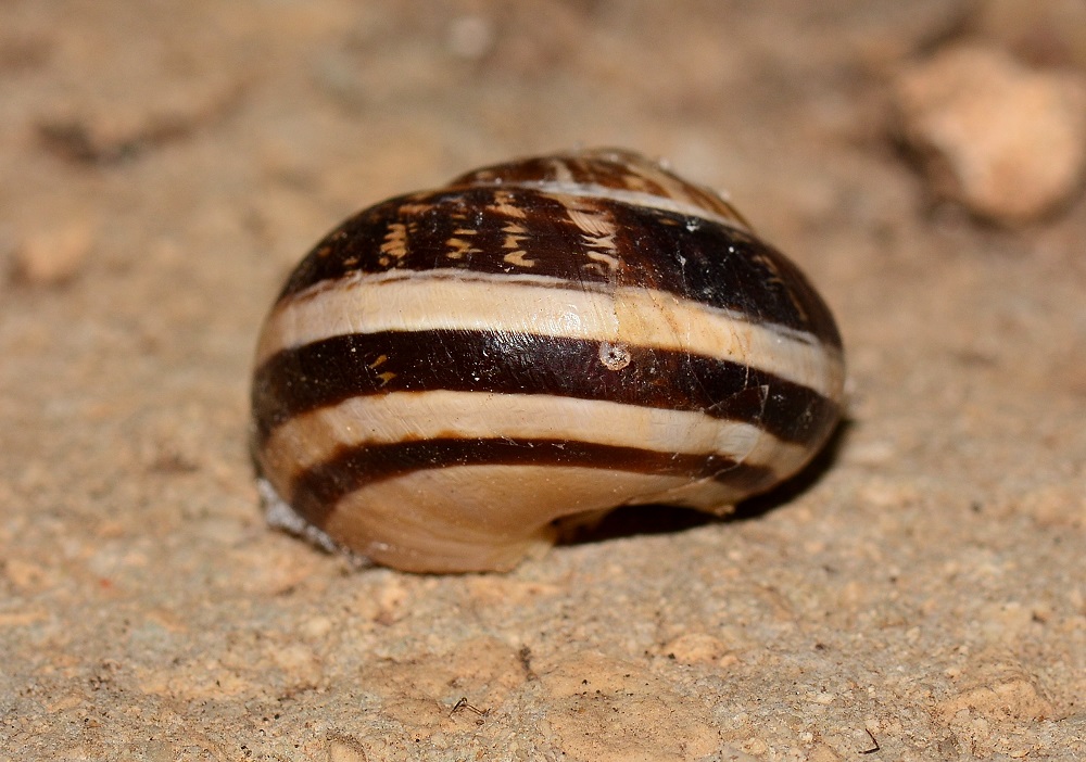 Helicidae