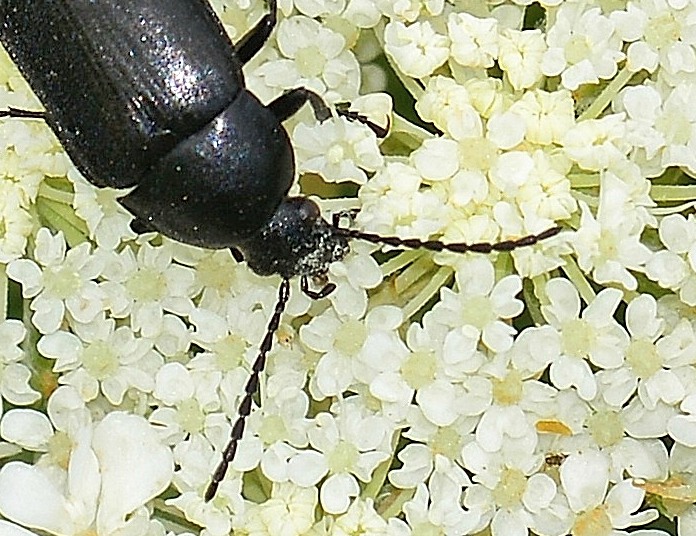 Podonta italica - Tenebrionidae Alleculinae