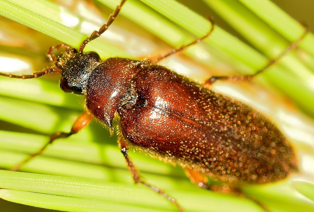 Elateridae Cebrioninae:  Cebrio melonii