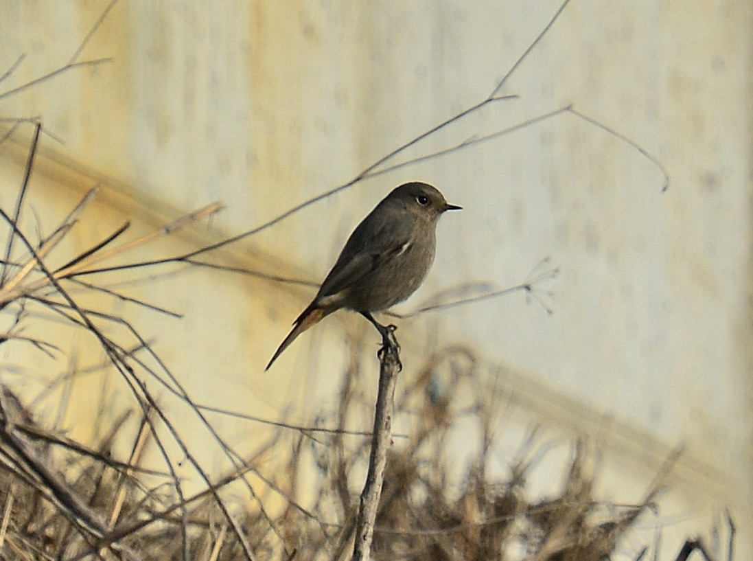 Codirosso spazzacamino (Phoenicurus ochruros), femmina