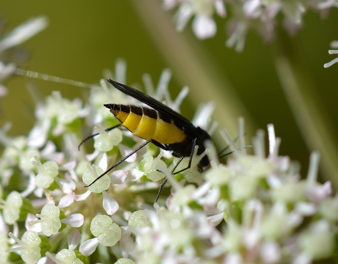 Nero giallo: Sciara sp. (Sciaridae)