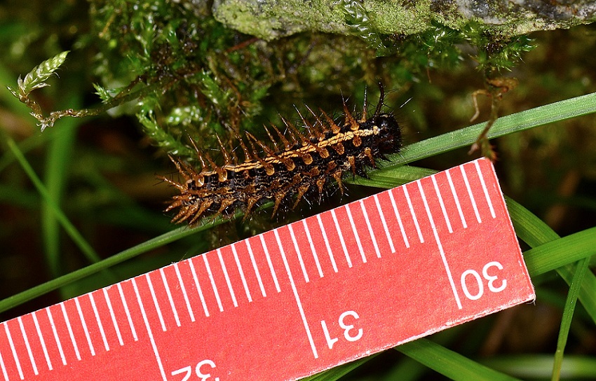 Strana larva - Argynnis (Argynnis) paphia