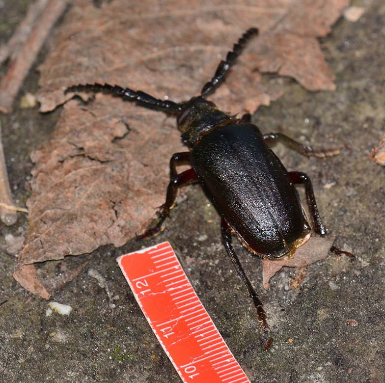 Cerambycidae: Prionus coriarius