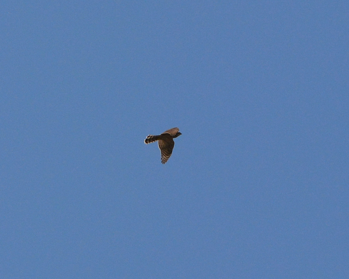 Rapace:    Astore (Accipiter gentilis) juv.