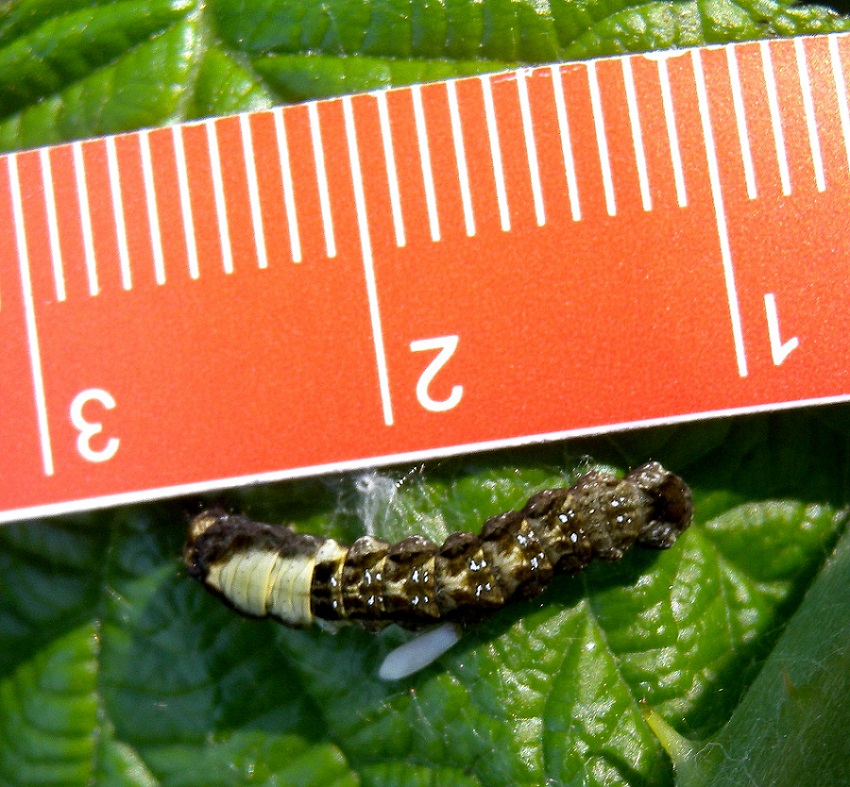 larva da id - Thyatira batis, Drepanidae