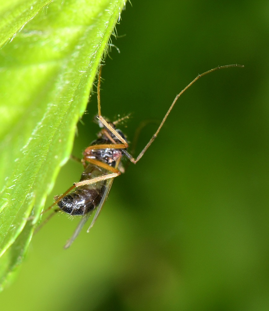 zampe lunghe !  Chironomidae