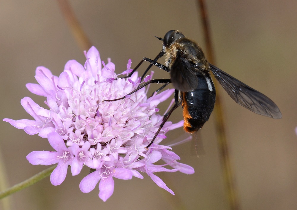 Bombyliidae ?  No, Tabanidae: Pangonius funebris