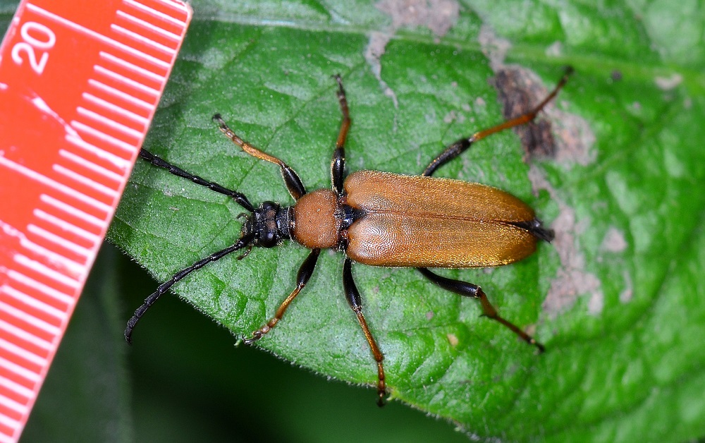 Cerambycidae:   Stictoleptura rubra, femmina