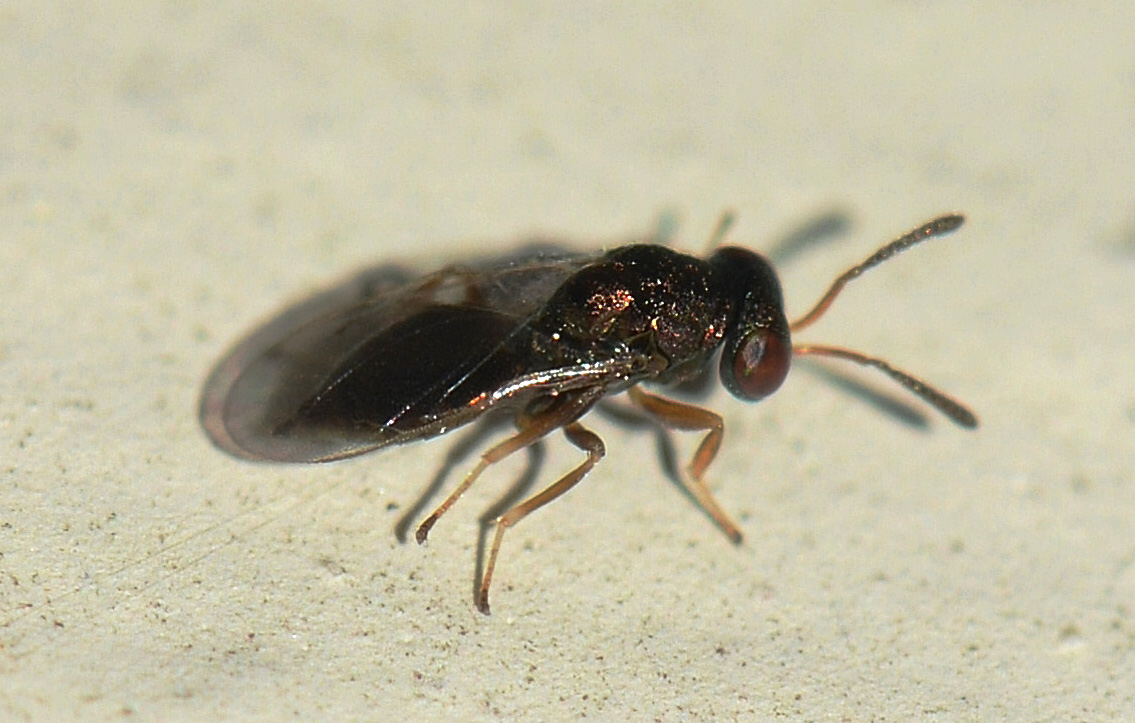 Perilampidae ? No, Pteromalidae