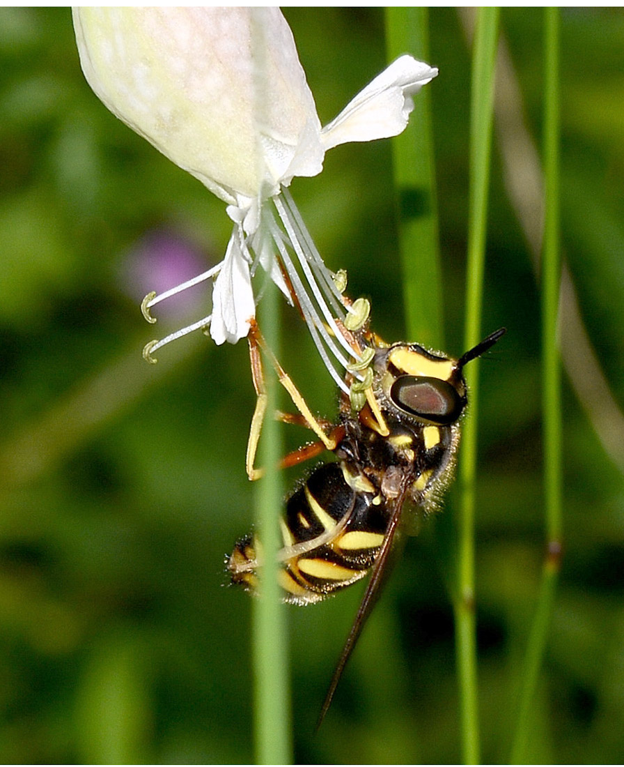 Crysotoxum sp.
