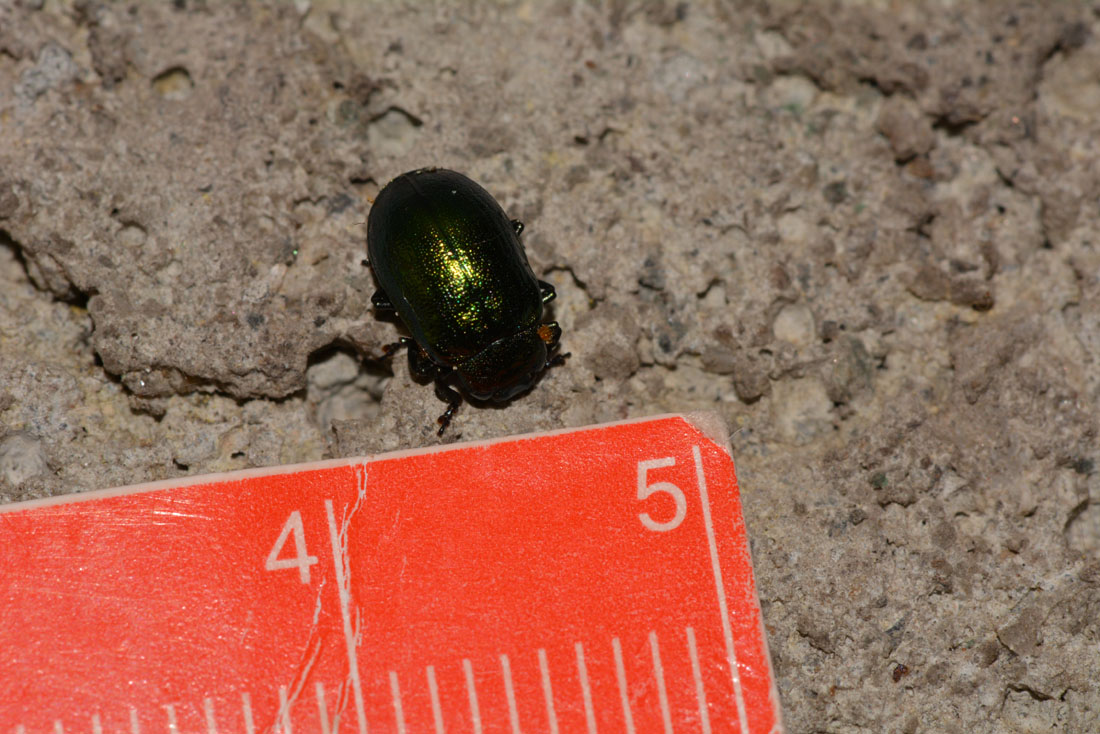 Plagiosterna (= Linaeidea) aenea (Chrysomelidae)