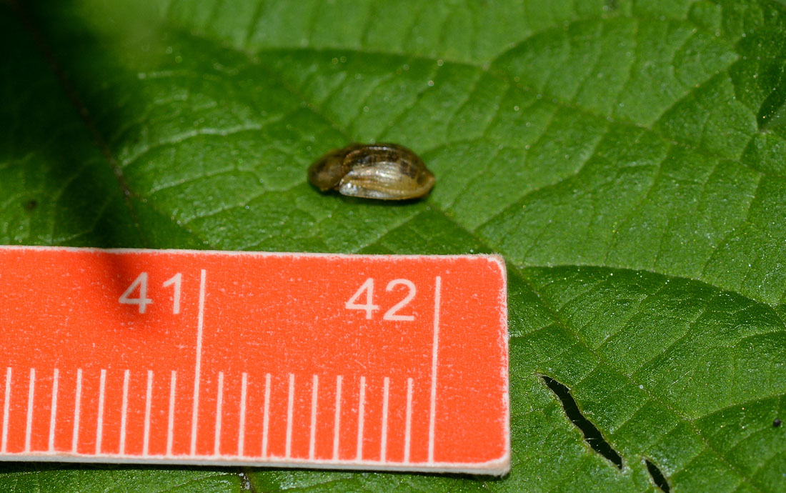 Cassida