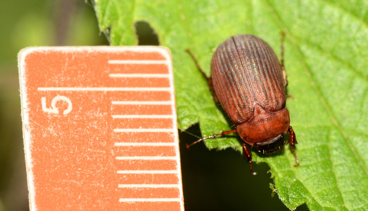 Serica brunnea su ortica, Melolonthidae/inae