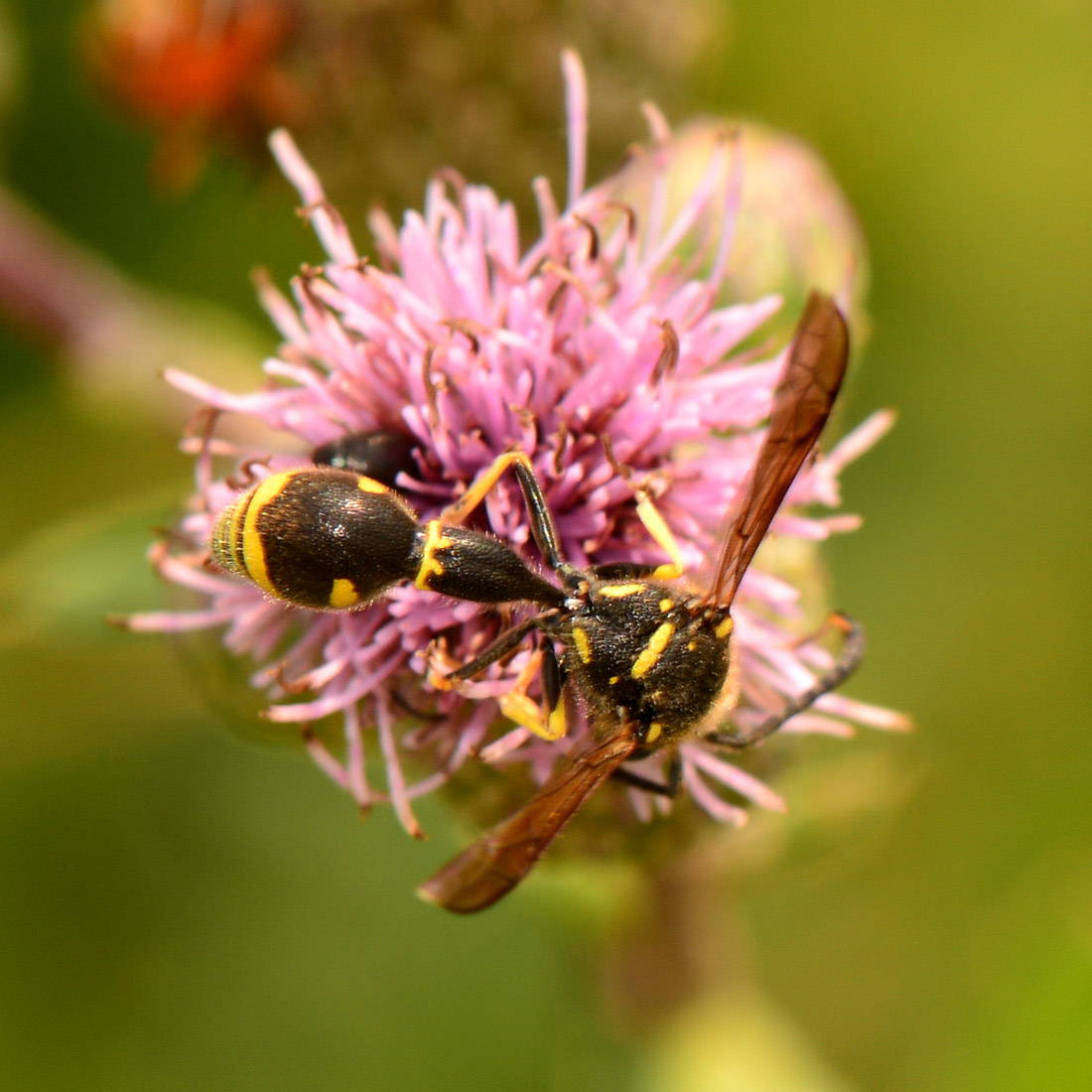 Eumenes papillarius, maschio, Vespidae Eumeninae