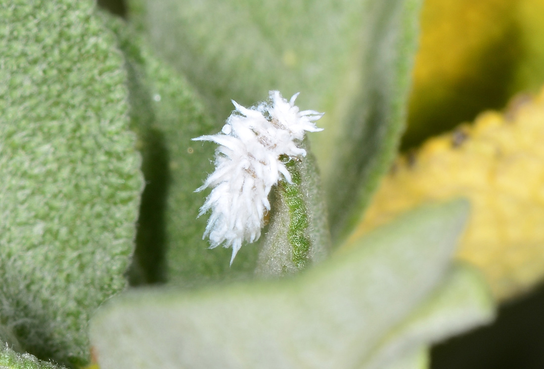 Sulla salvia: larva di Coccinellidae Scymninae.