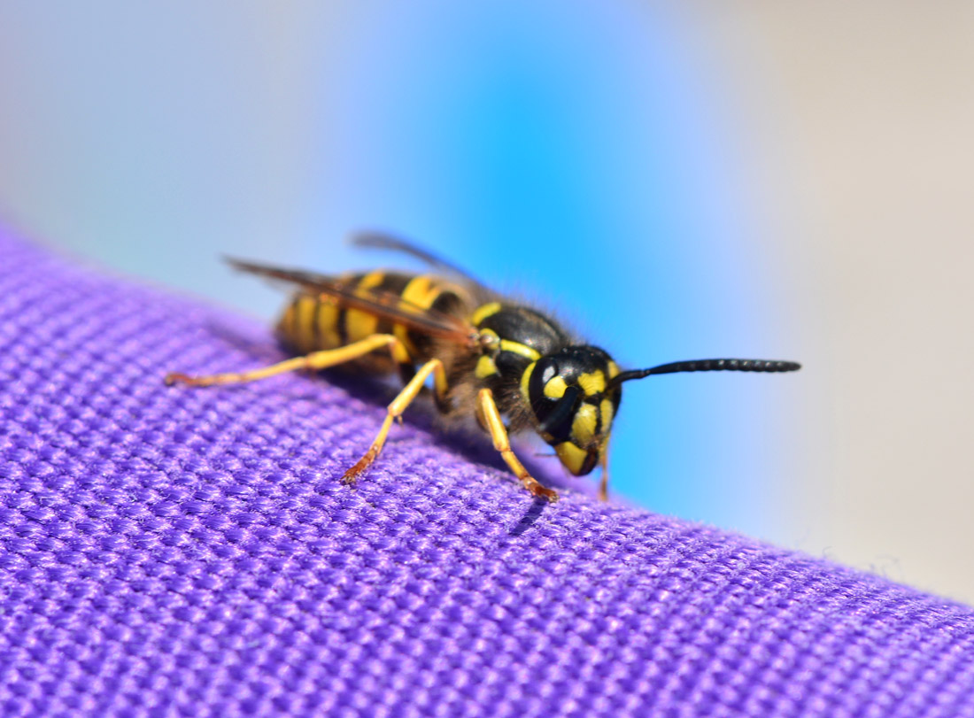 Vespula vulgaris, operaia
