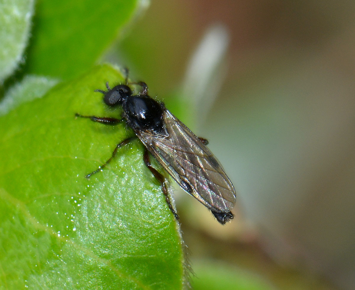 Maschio di Bibionidae