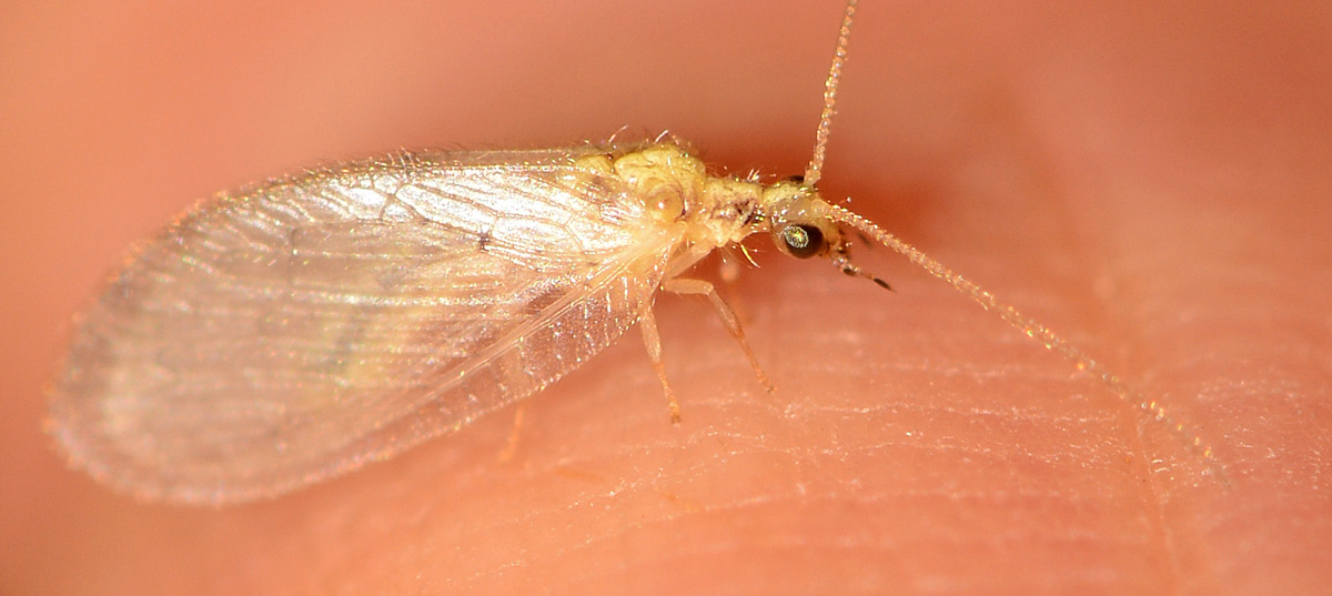 Hemerobiidae: Hemerobius sp. neo-sfarfallato