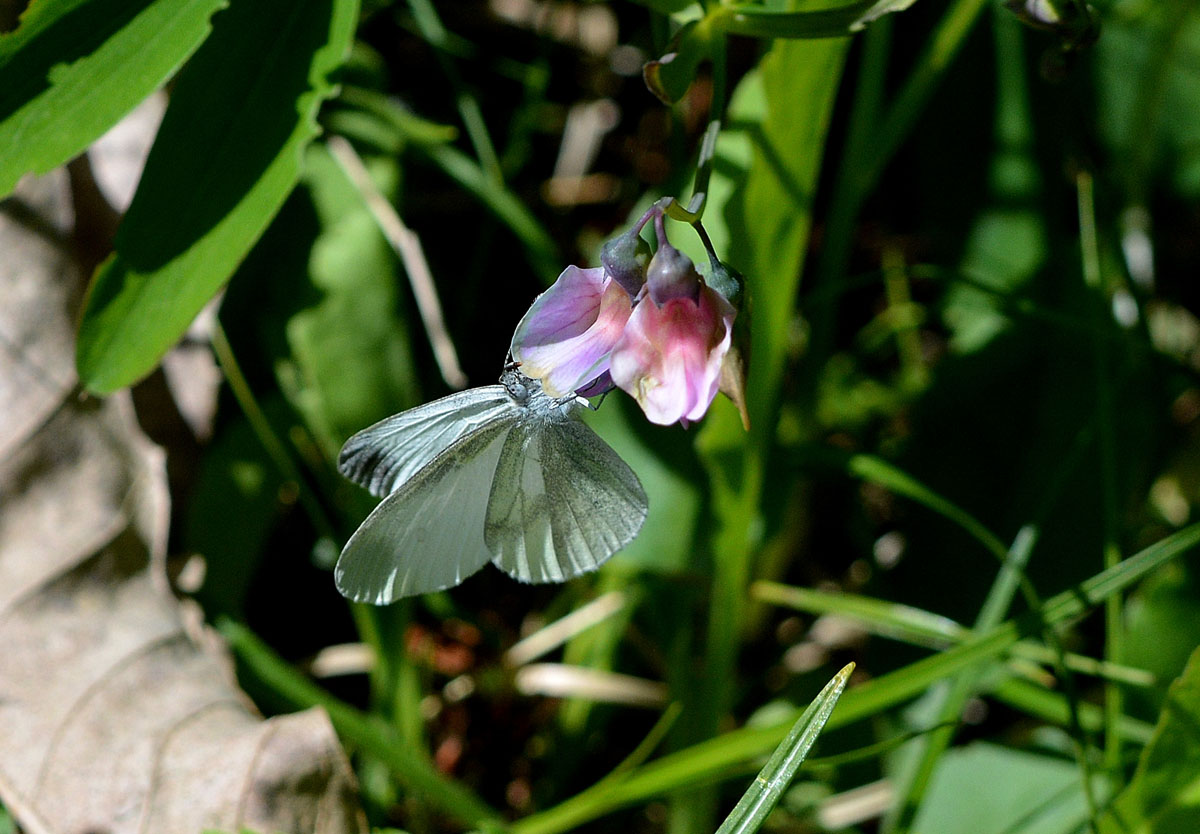 Piccola Pieridae 2 - Leptidea sinapis