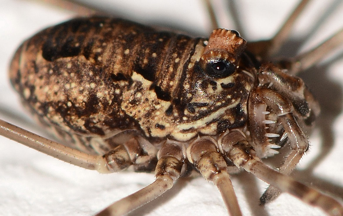 Platybunus cf. buchephalus (Phalangiidae)