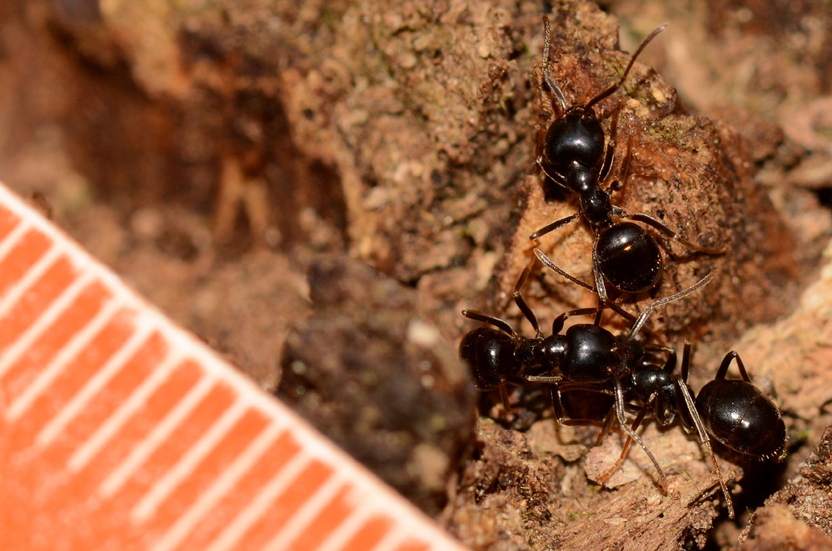 Lasius fuliginosus, Formicidae