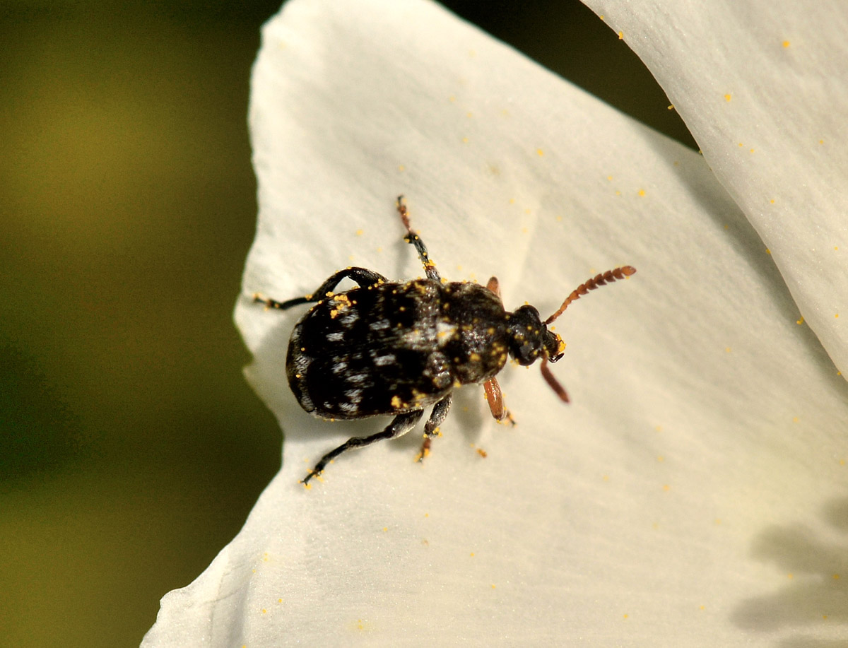 Bruchus luteicornis (cfr.)