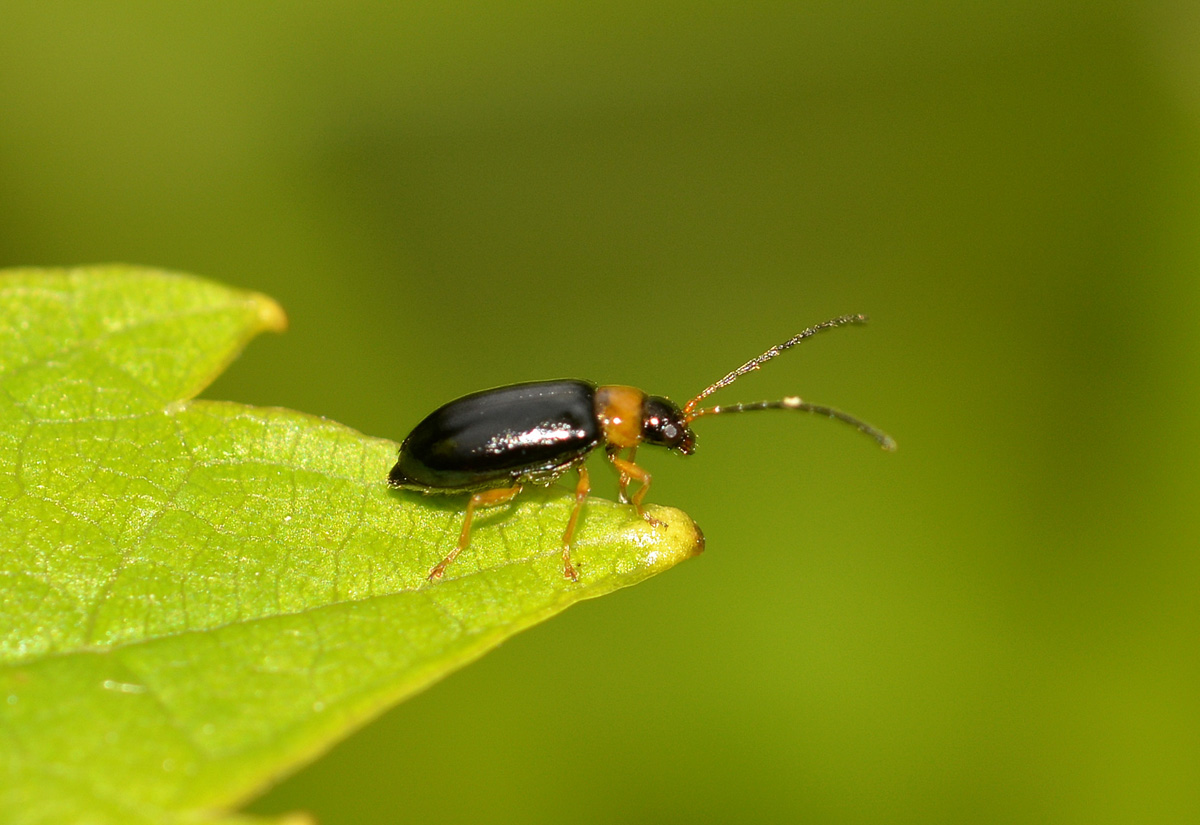 Luperus cfr. pygmaeus, Chrysomelidae