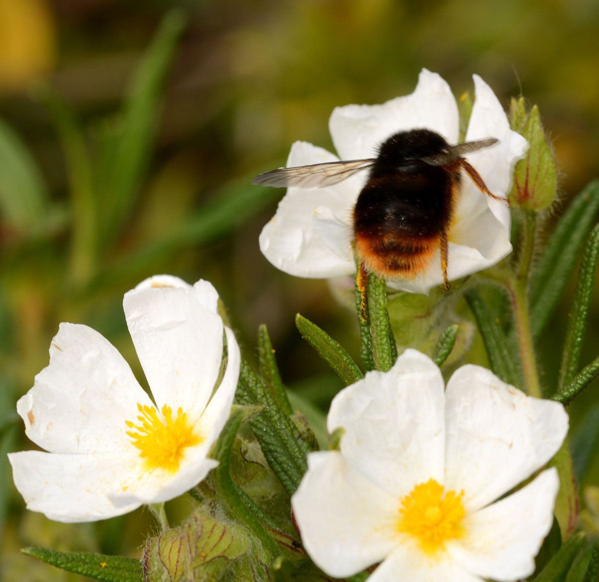 Bombus di Capraia:  Bombus terrestris cfr.xanthopus
