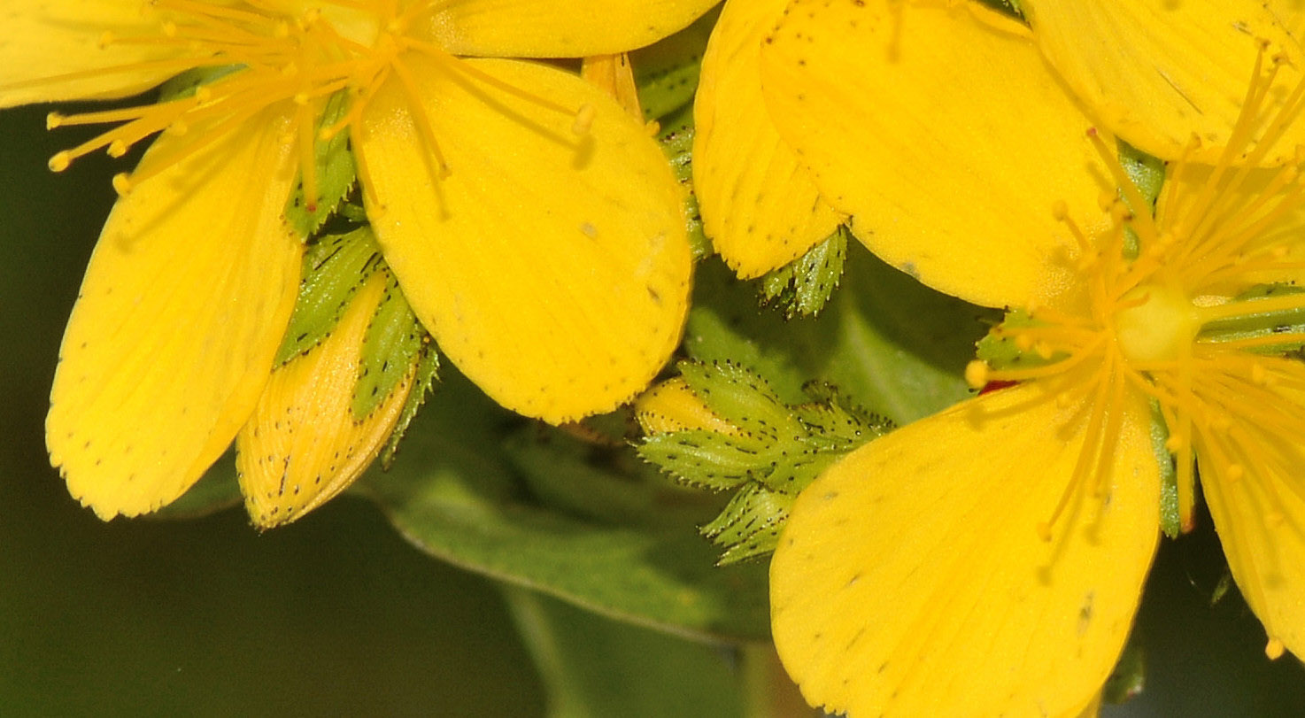 Hypericum hircinum ? no, Hypericum perfoliatum
